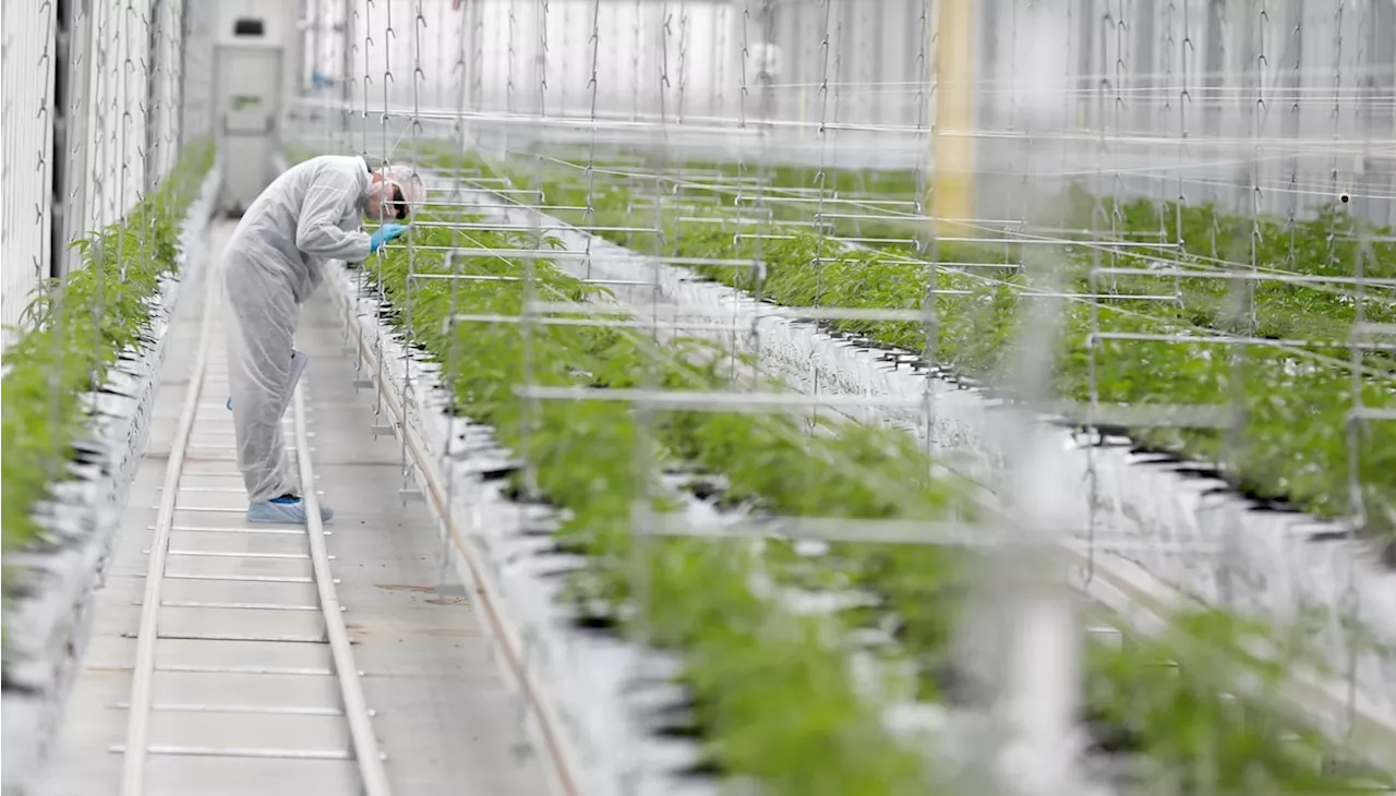 Tilray reports US$105-million loss, cuts earnings forecast