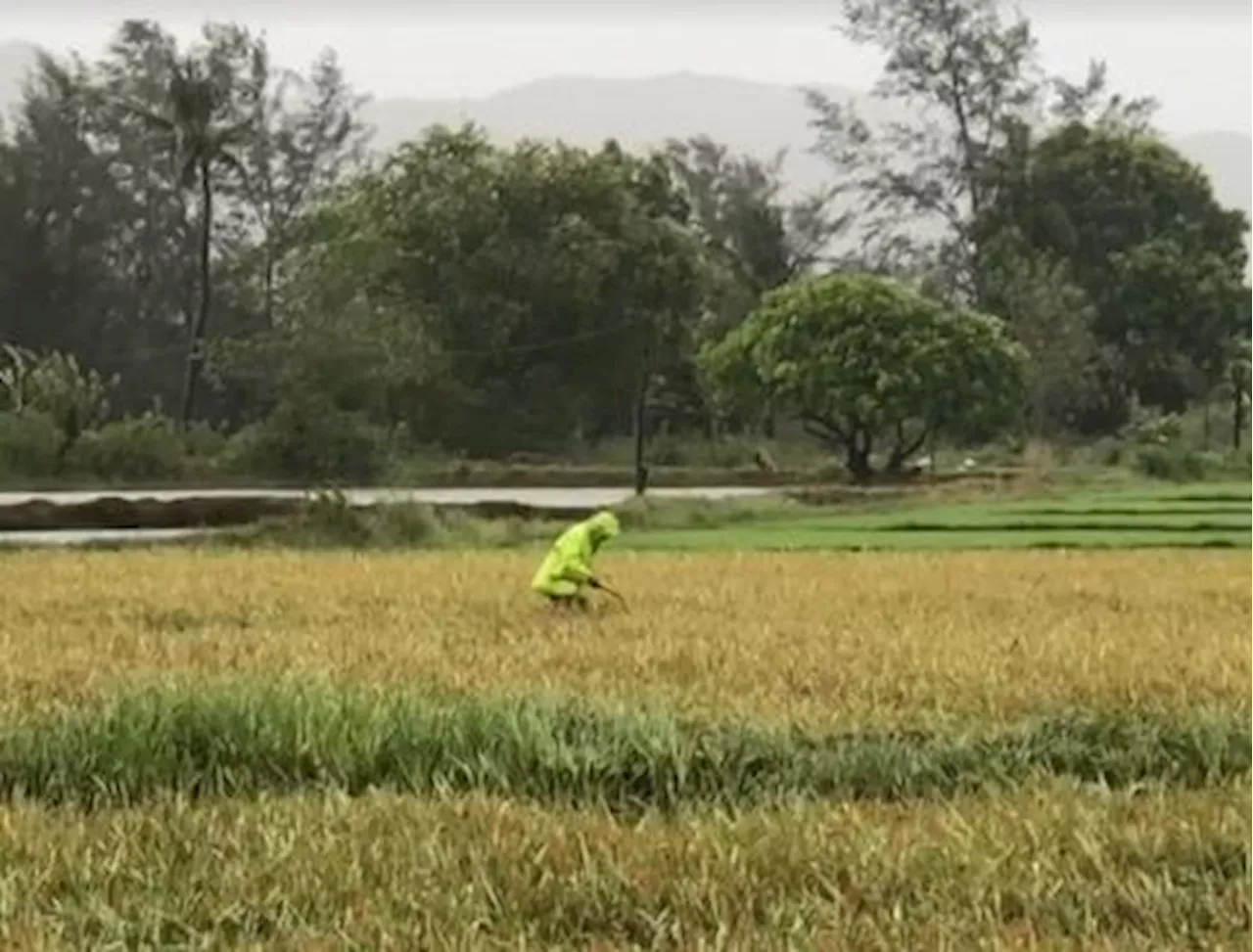 Traders outbidding NFA for palay