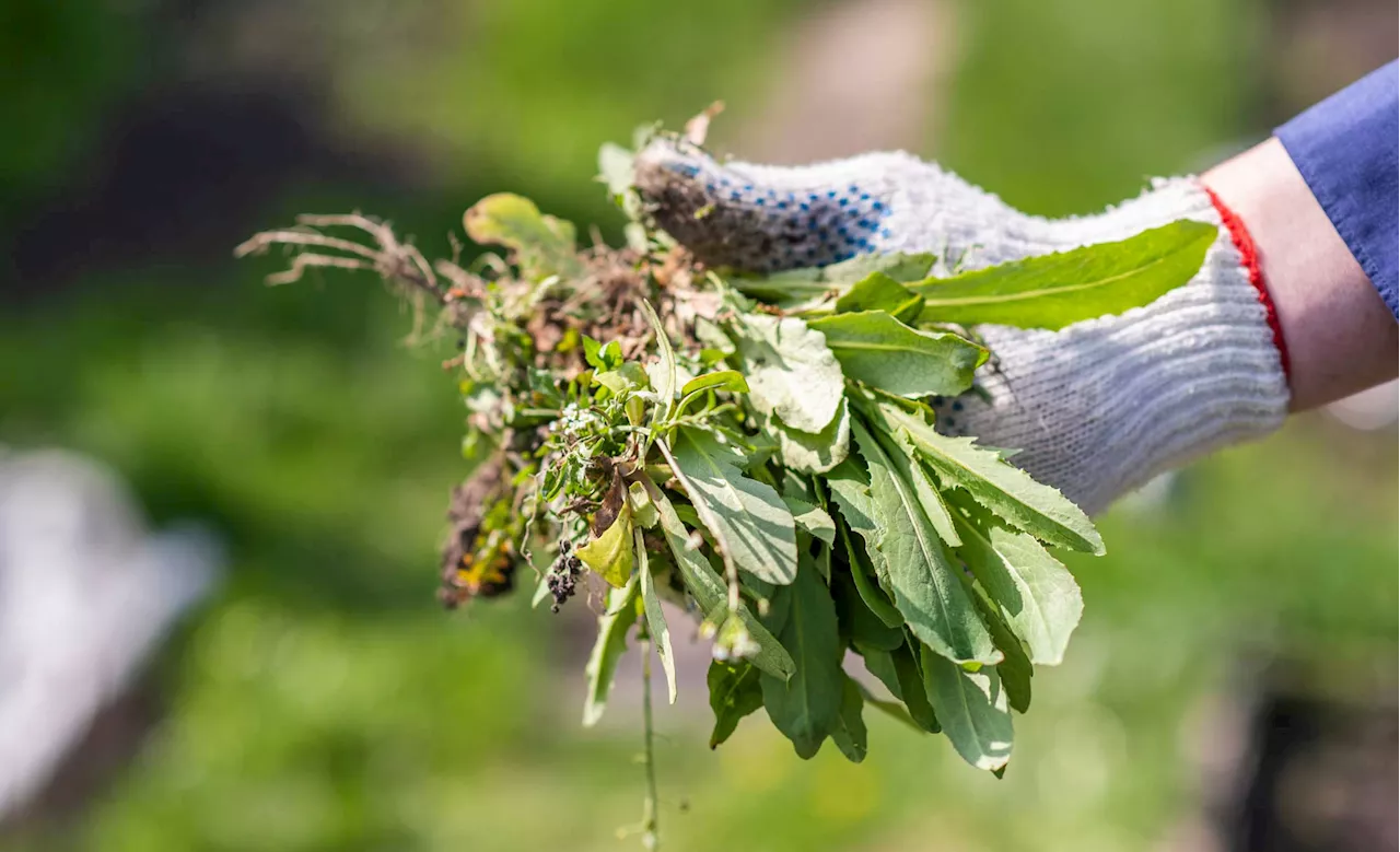 Goldgrube im Garten: Dieses Unkraut solltest du essen, statt es wegzuwerfen