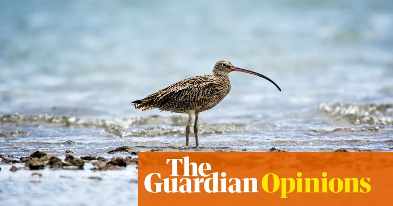 Why Tanya Plibersek must save the eastern curlew from the wetland-wrecking project at Toondah Harbour