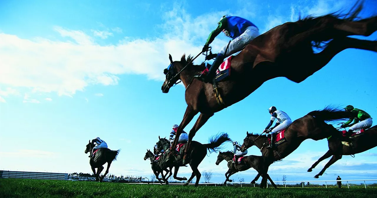 One-year-old racehorses among 1,400 slaughtered for meat in Ireland last year