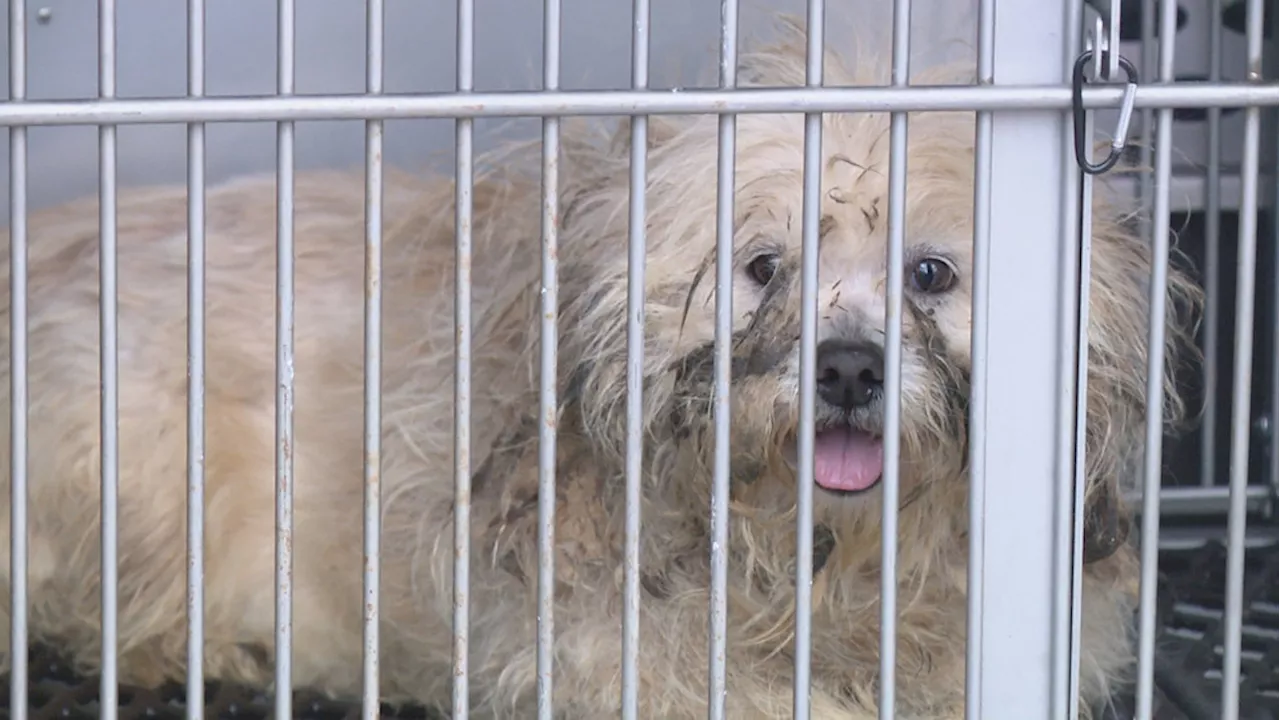 Dogs Rescued from Abhorrent Conditions in Rhode Island