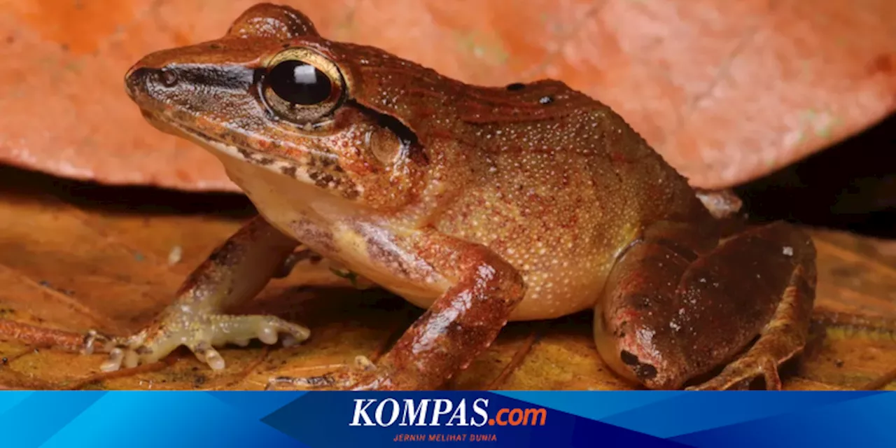 Katak Ini Menjerit Tanpa Suara, Kok Bisa?