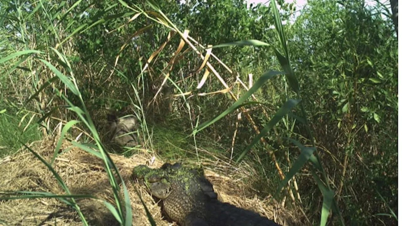 Marsh madness: Texas alligators stir in mating season frenzy