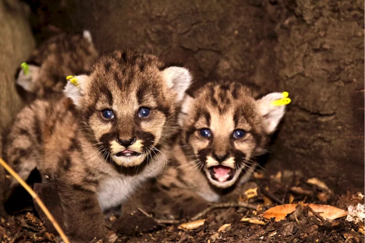 Cougar P-89 was killed on 101 Freeway in LA, a youngster on his own