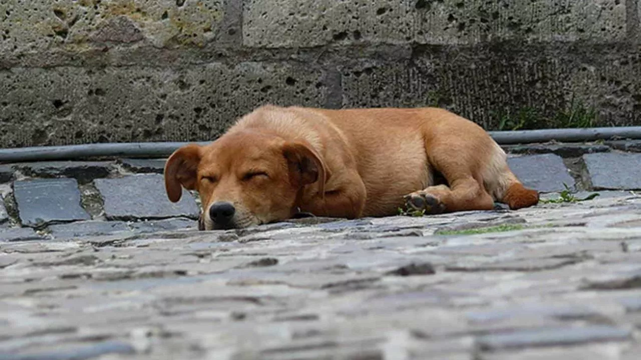 Mataron cruelmente a perrito de Ixtapaluca; comerciantes quieren justicia