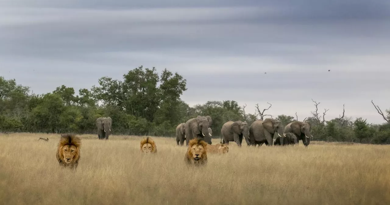 Le parc national Kruger : un sanctuaire de la faune sauvage en Afrique du Sud