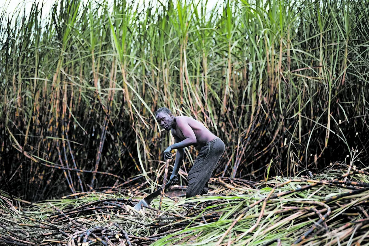 Sugarcane farmers ‘living in anxiety’ with industry still in business rescue