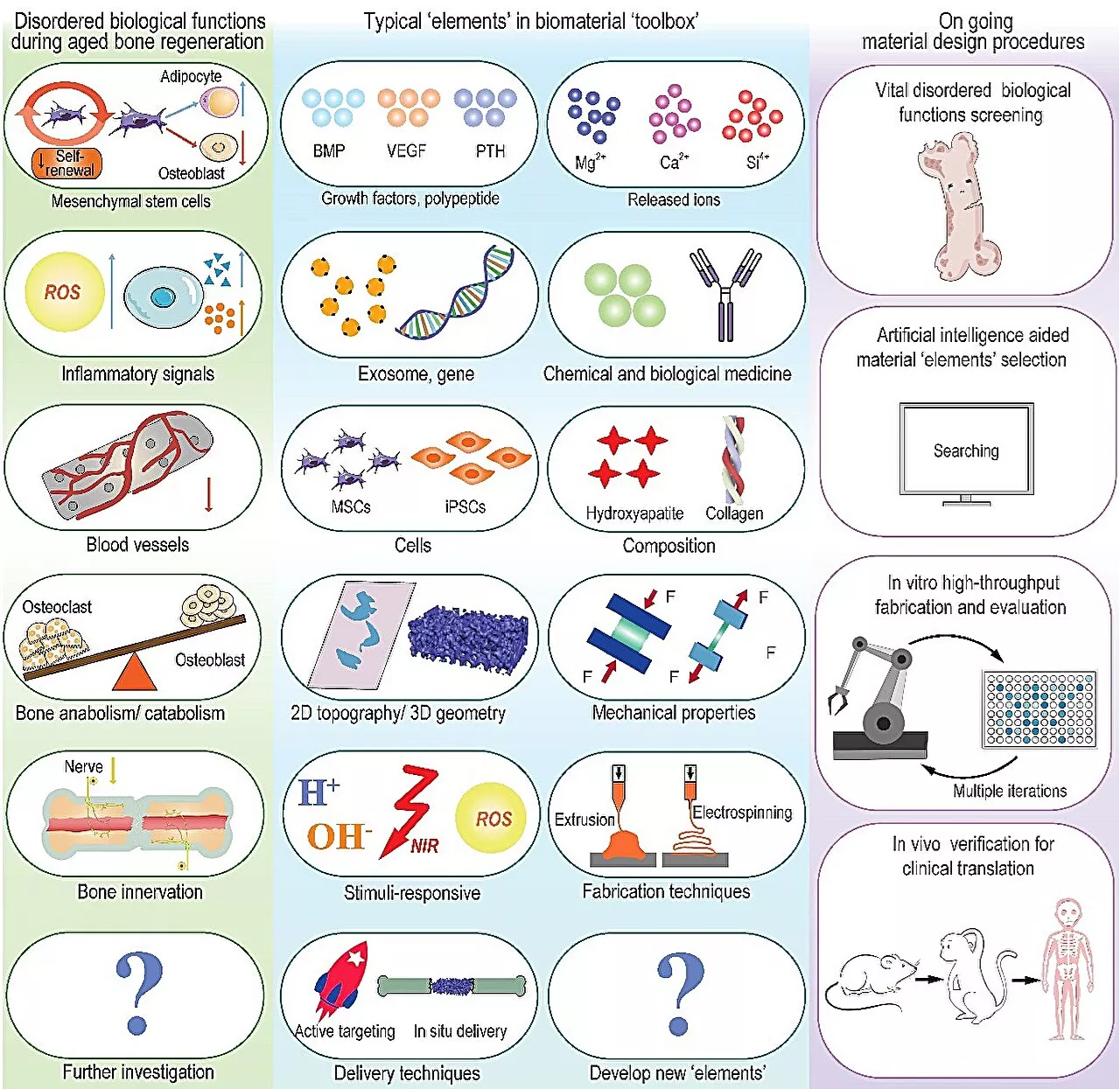 Materiobiology: Advances in aging bone regeneration material development