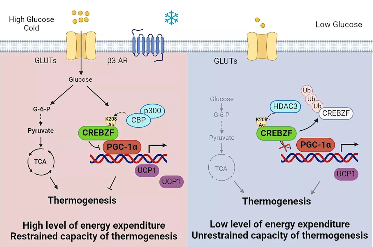 Novel Mechanism of Glucose Sensing by Adipocytes in Regulating Thermogenesis and Energy Metabolism