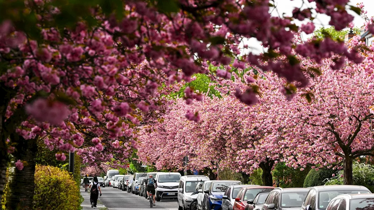 Kirschblüte in Berlin: Dieser Ort ist ein Geheimtipp