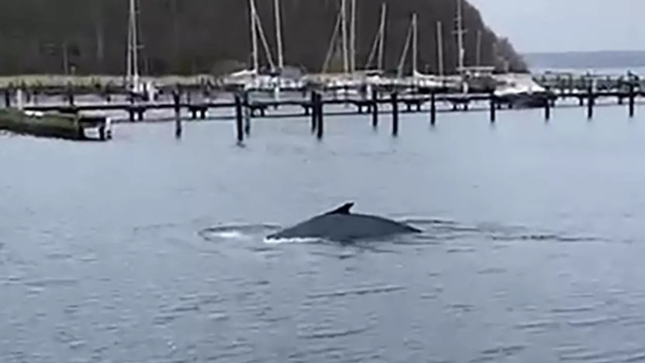 Was macht der da? Buckelwal dreht seine Runden in der Ostsee