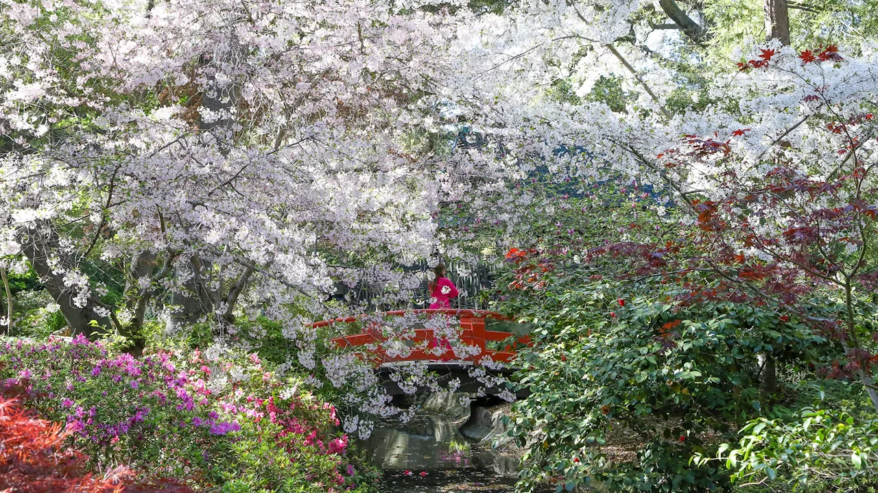 Cherry blossom fans: Descanso Gardens just declared that peak bloom has begun