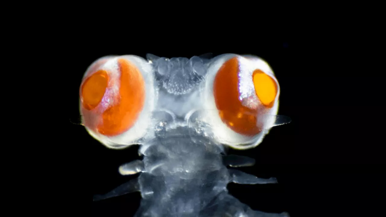 Newly discovered nocturnal marine worm has eyes as sharp as mammals