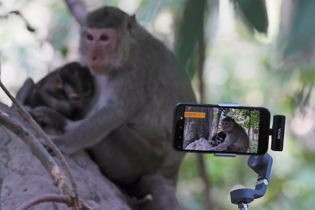 Cambodia hopes to crack down on YouTubers' abuse of monkeys at the Angkor UNESCO site