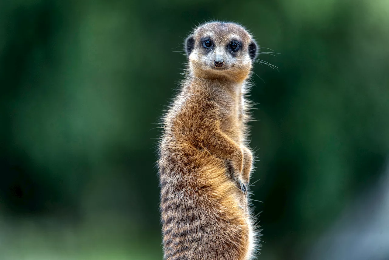 Running, Dancing, Silence: How Animals Reacted to Solar Eclipse