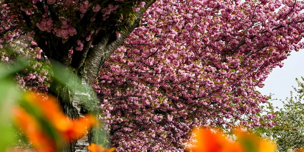 Vom Aprilsommer zum Aprilwinter: Temperaturen sinken, erholen sich aber bis zum Wochenende