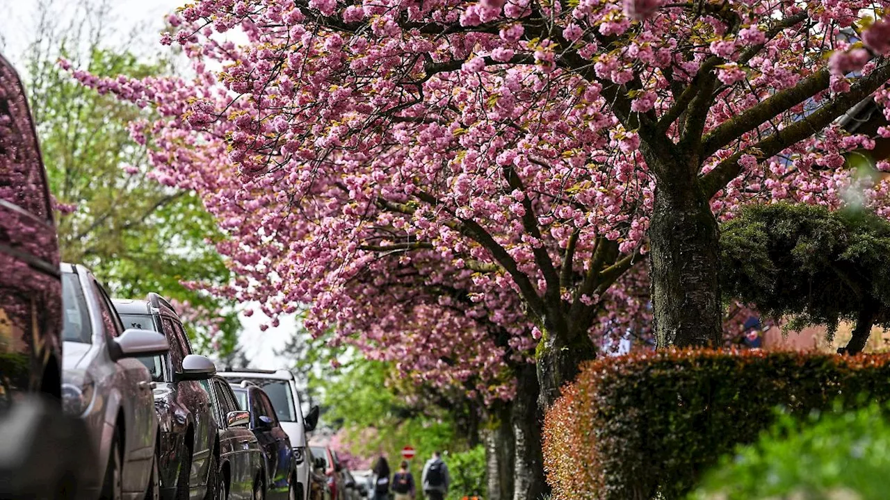 Berlin & Brandenburg: Rosarote Pracht: Kirschbäume in voller Blüte