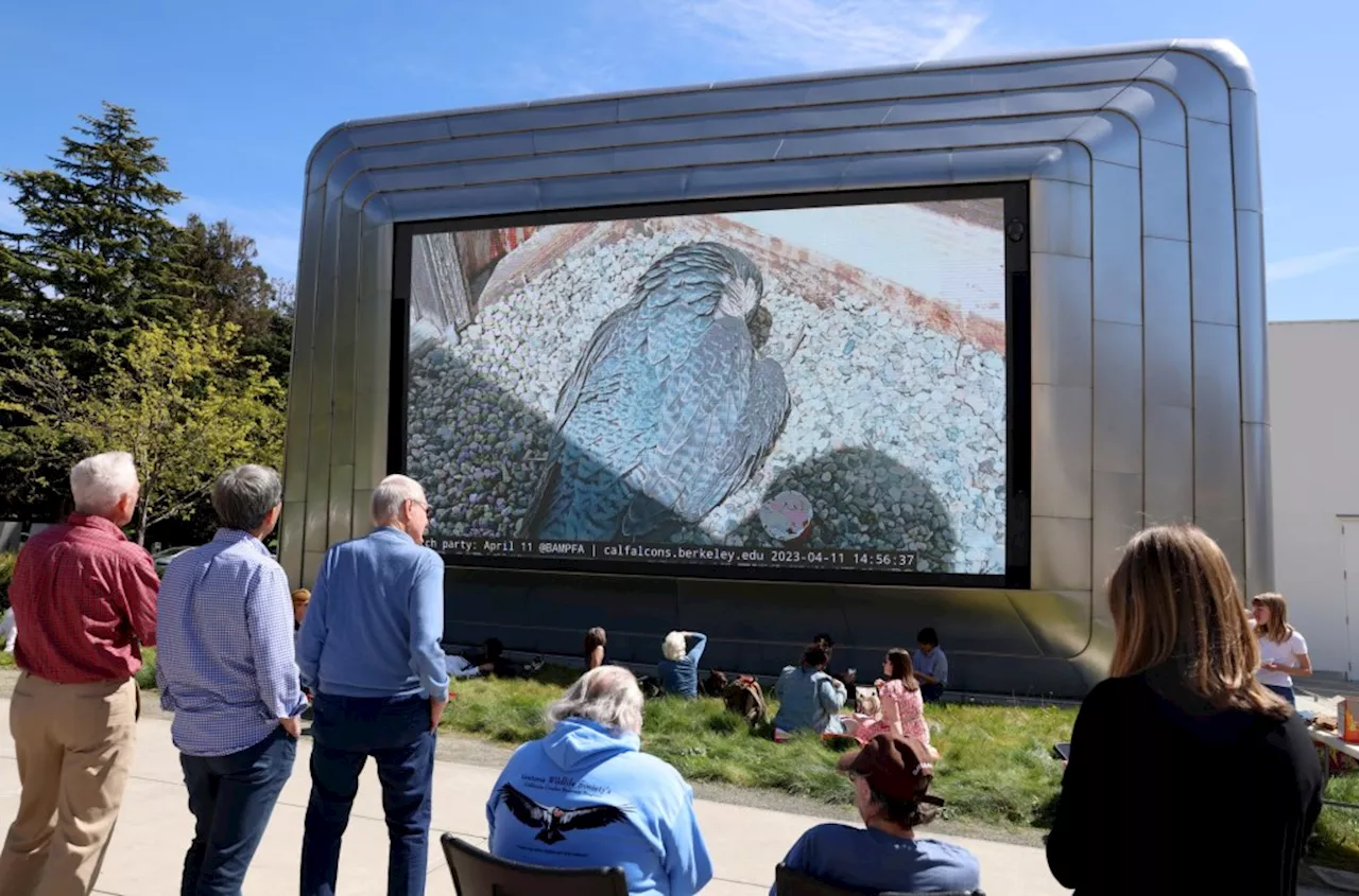 UC Berkeley's Peregrine Falcons Hatch Party