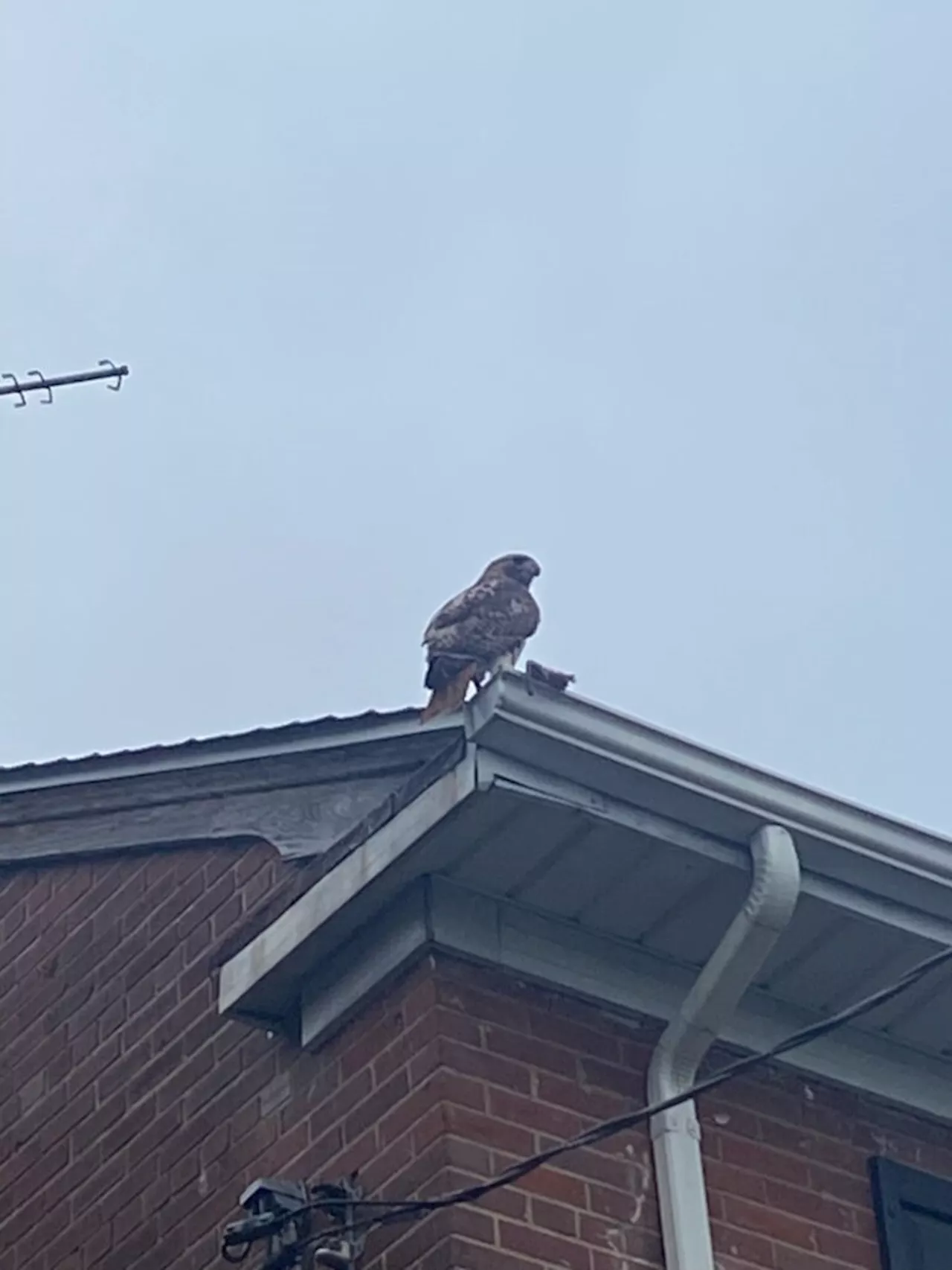 Hawk Spotted with Freshly-Caught Rat in Brightwood