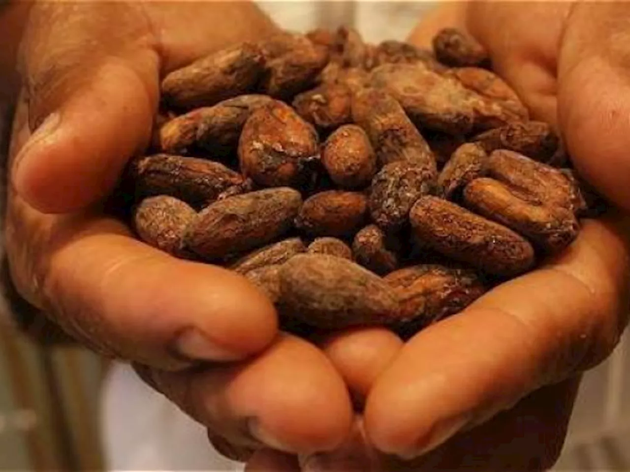 Cómo Colombia puede sacarle provecho al auge del cacao, un mercado en evolución