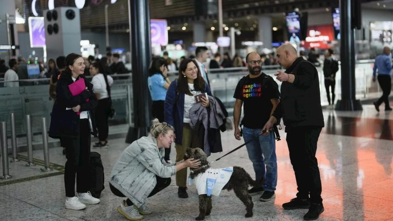 Aeropuerto contrata perros de terapia para mejorar experiencia de viajeros con ansiedad