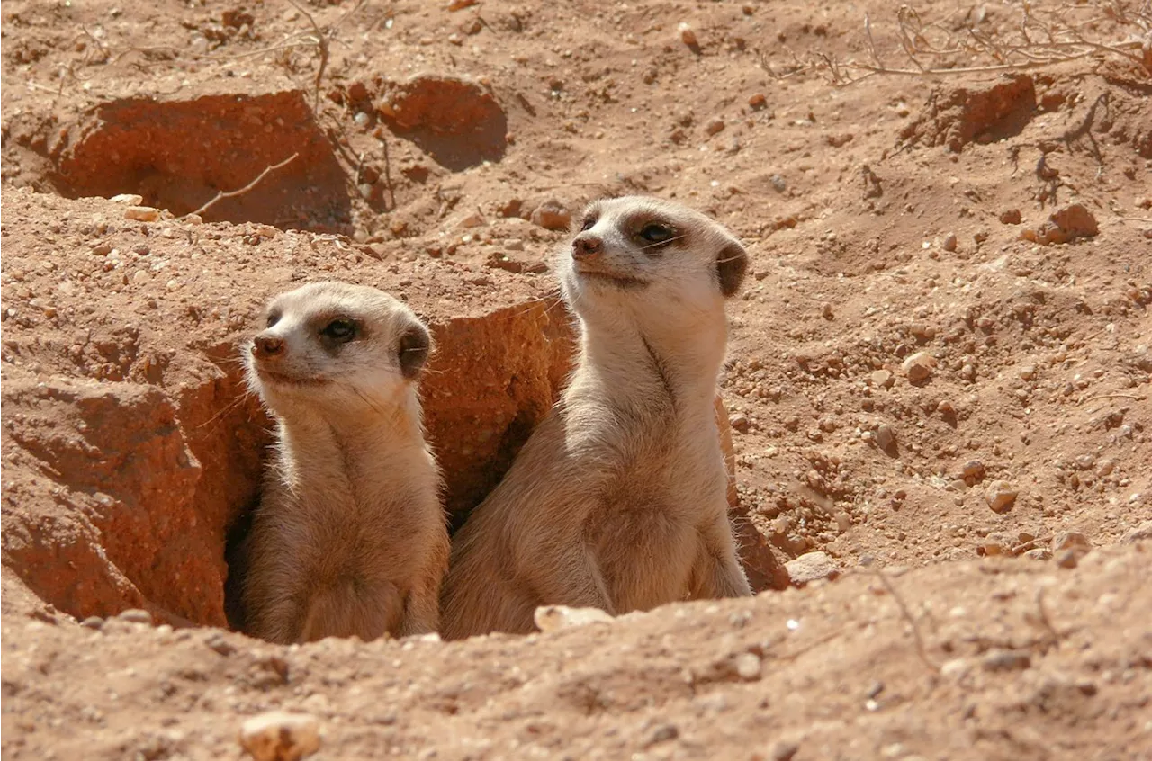 Animals at San Antonio Zoo display strange behavior during Monday's eclipse