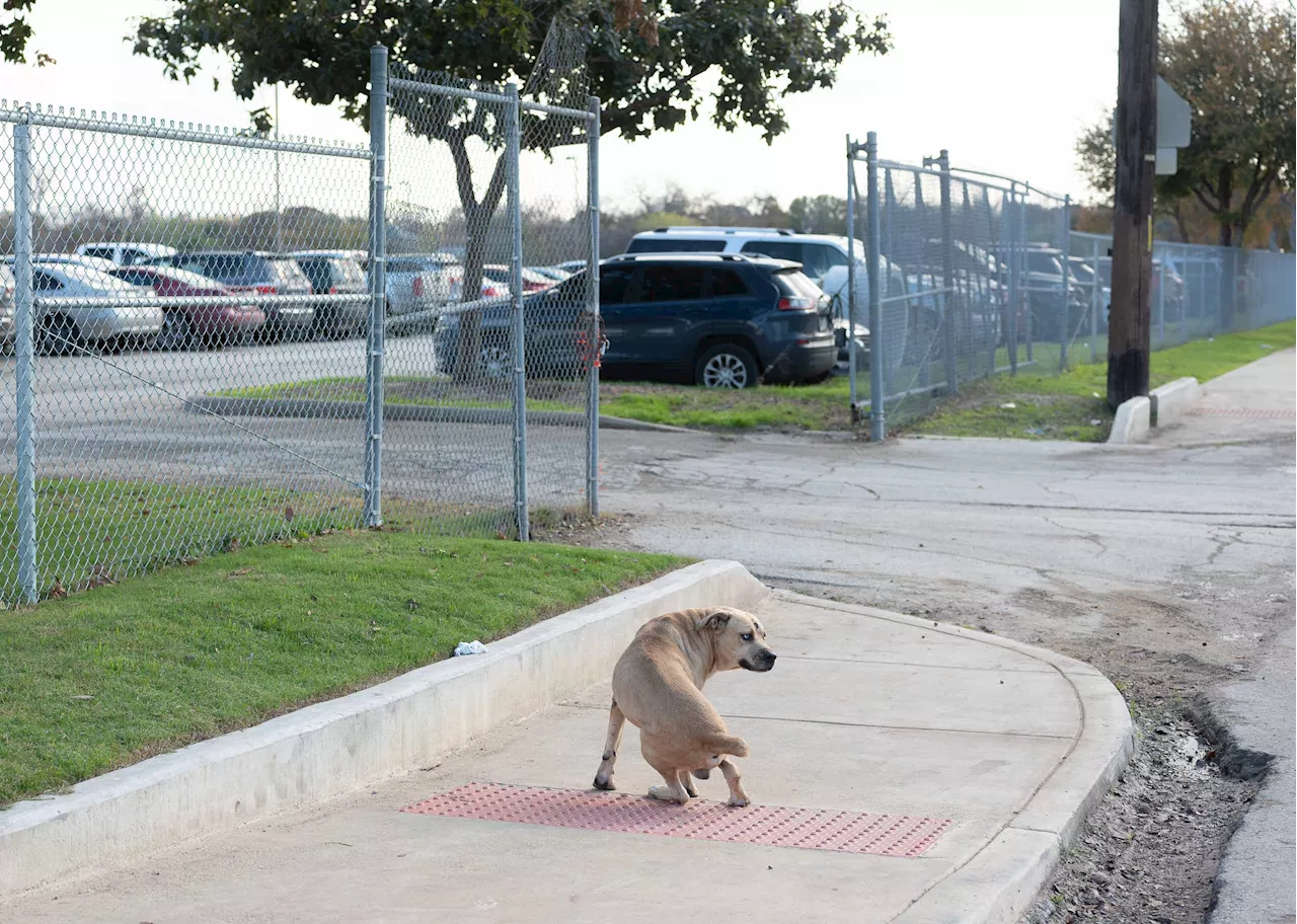 Bexar County Commissioners Approve Expansion of New Animal Shelter