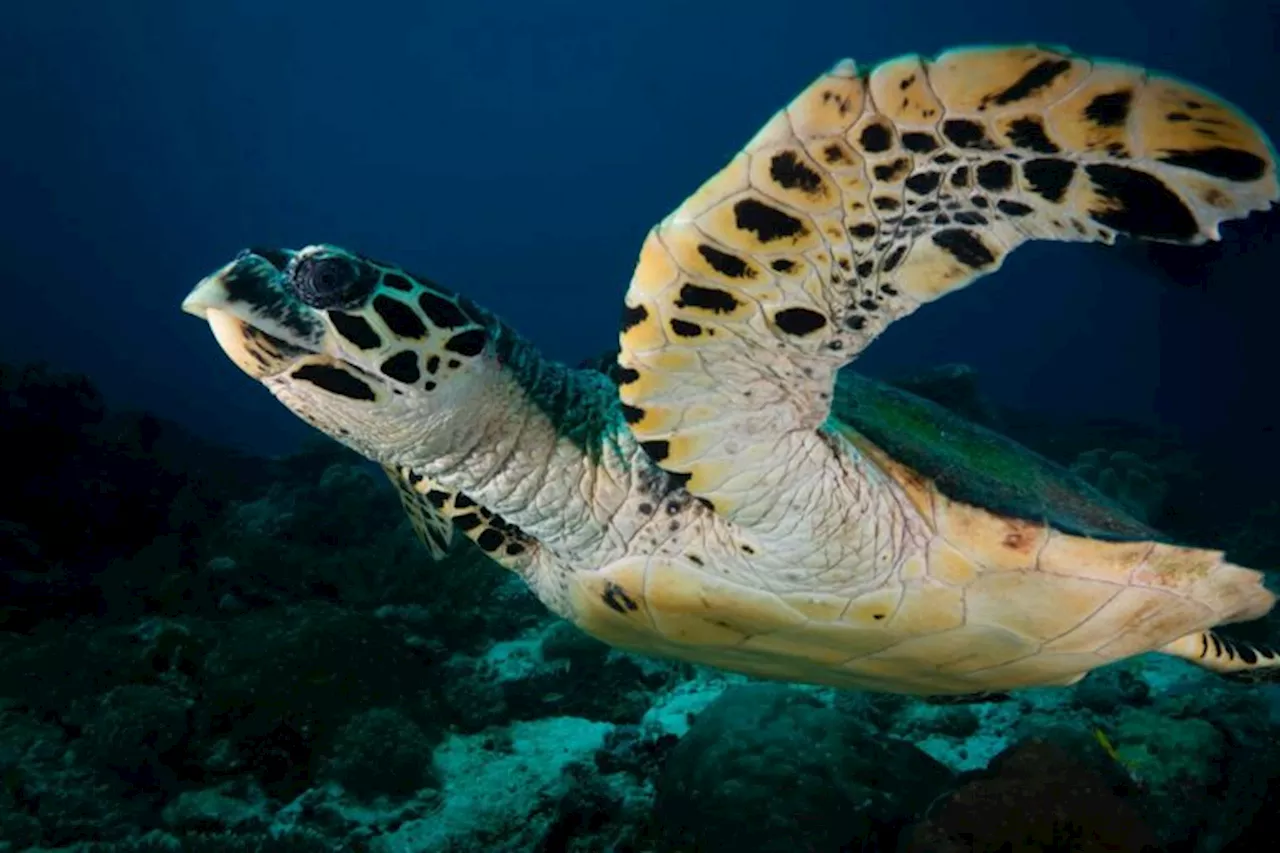 As a megaport rises in Cameroon, a delicate coastal ecosystem ebbs