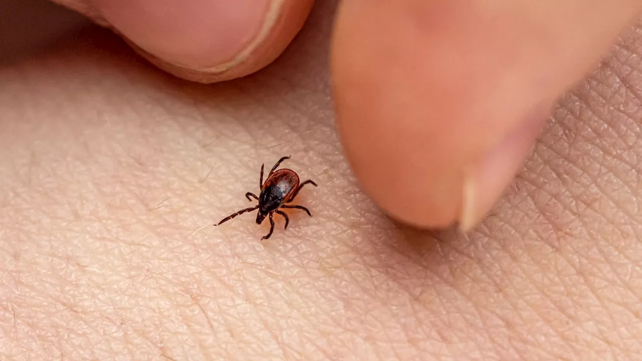 Protein Linked to Increased Risk of Lyme Disease