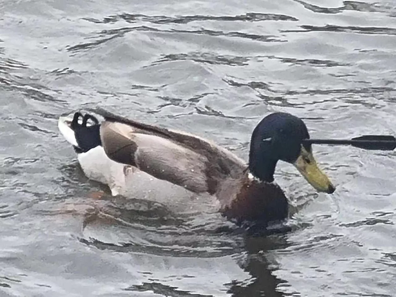 Crossbow victim duck is the same bird previously attacked says RSPCA