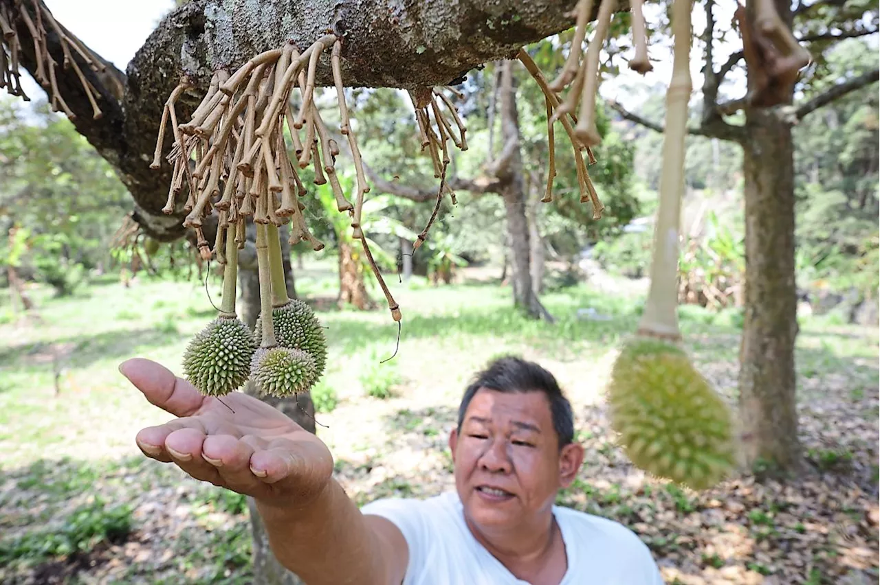 Signs of great durian harvest in Penang