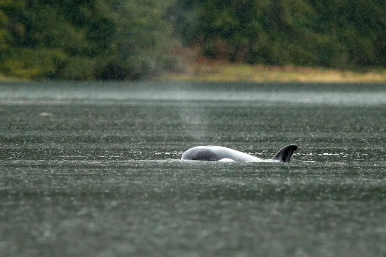 Young Killer Whale's Skin Turning White in Vancouver Island Lagoon