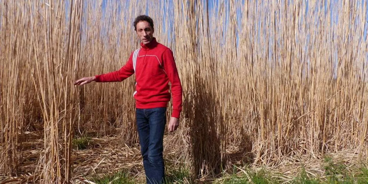 Le miscanthus, herbe exotique aux multiples usages, est produite depuis 7 ans en Pays de Bidache