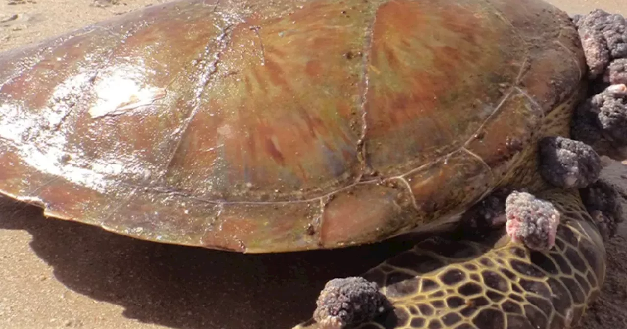 Tartarugas com tumores indicam que praias estão muito poluídas, mostra estudo