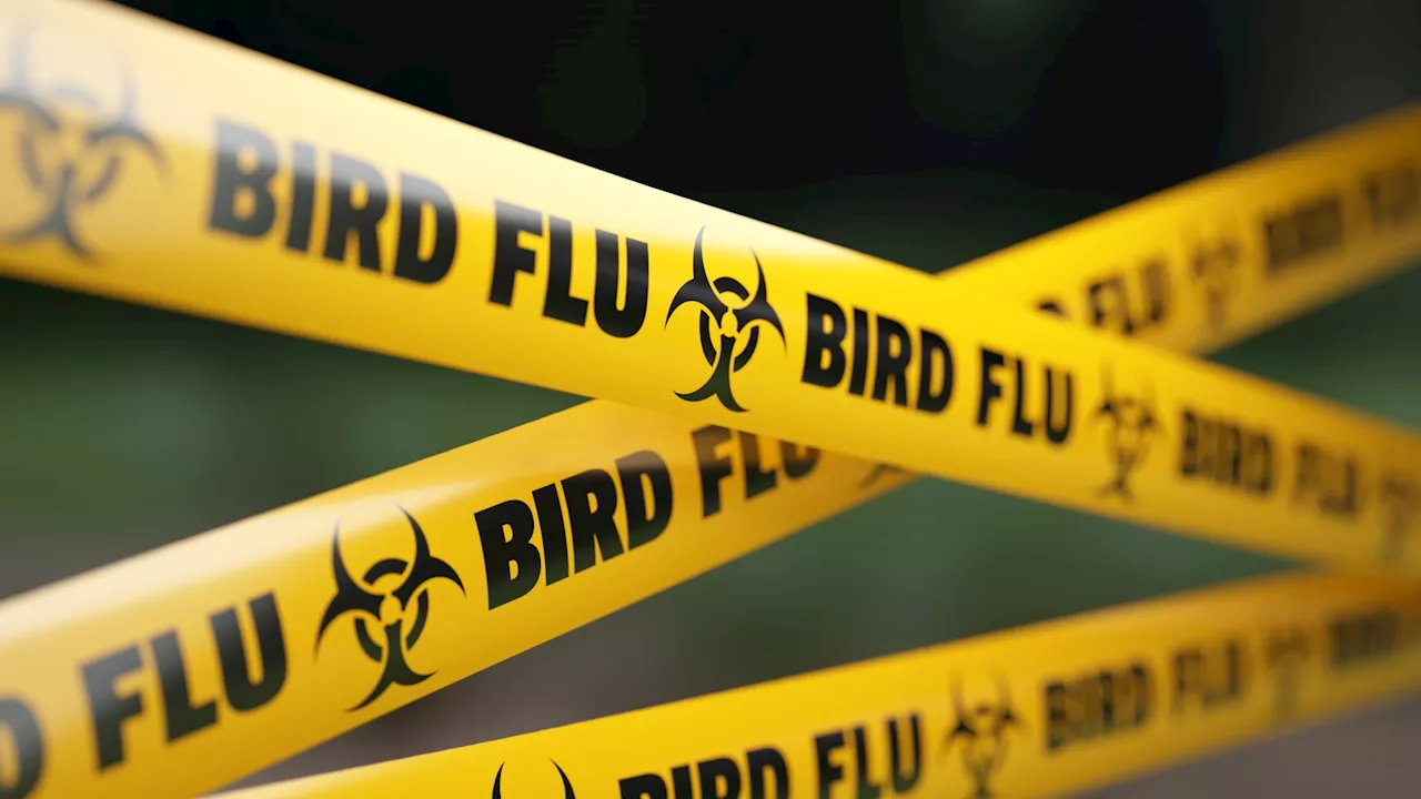 Student, 21, dies of bird flu strain already in UK and US days after noticing a new cough...