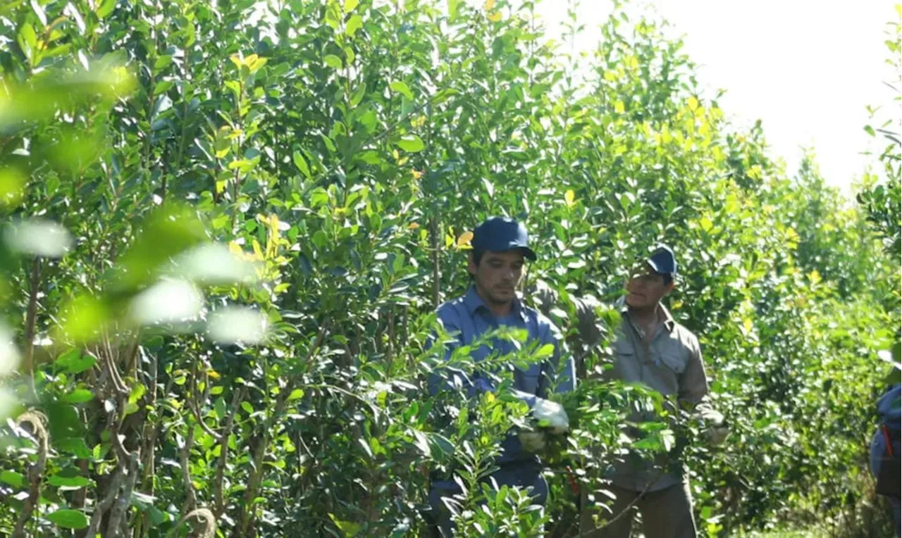 La Justicia suspende el mega DNU en lo referido a la yerba mate para “proteger a los pequeños productores”