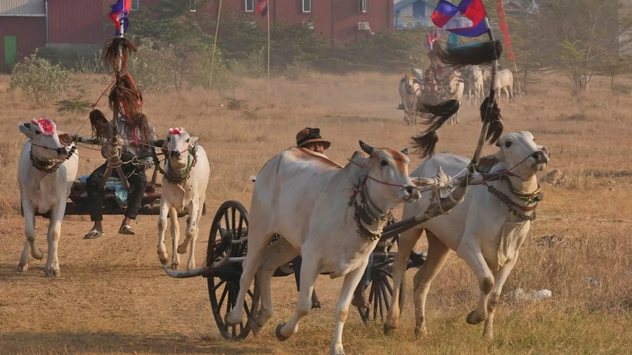 Kamboja Gelar Lomba Gerobak Sapi Jelang Tahun Baru