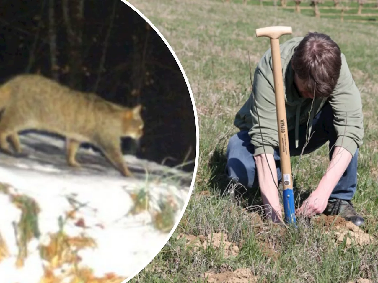 Hecken setzen für die Wildkatze: Naturschutzbund-Projekt holt 'wilde Katzen' in Österreichs Wälder zurück