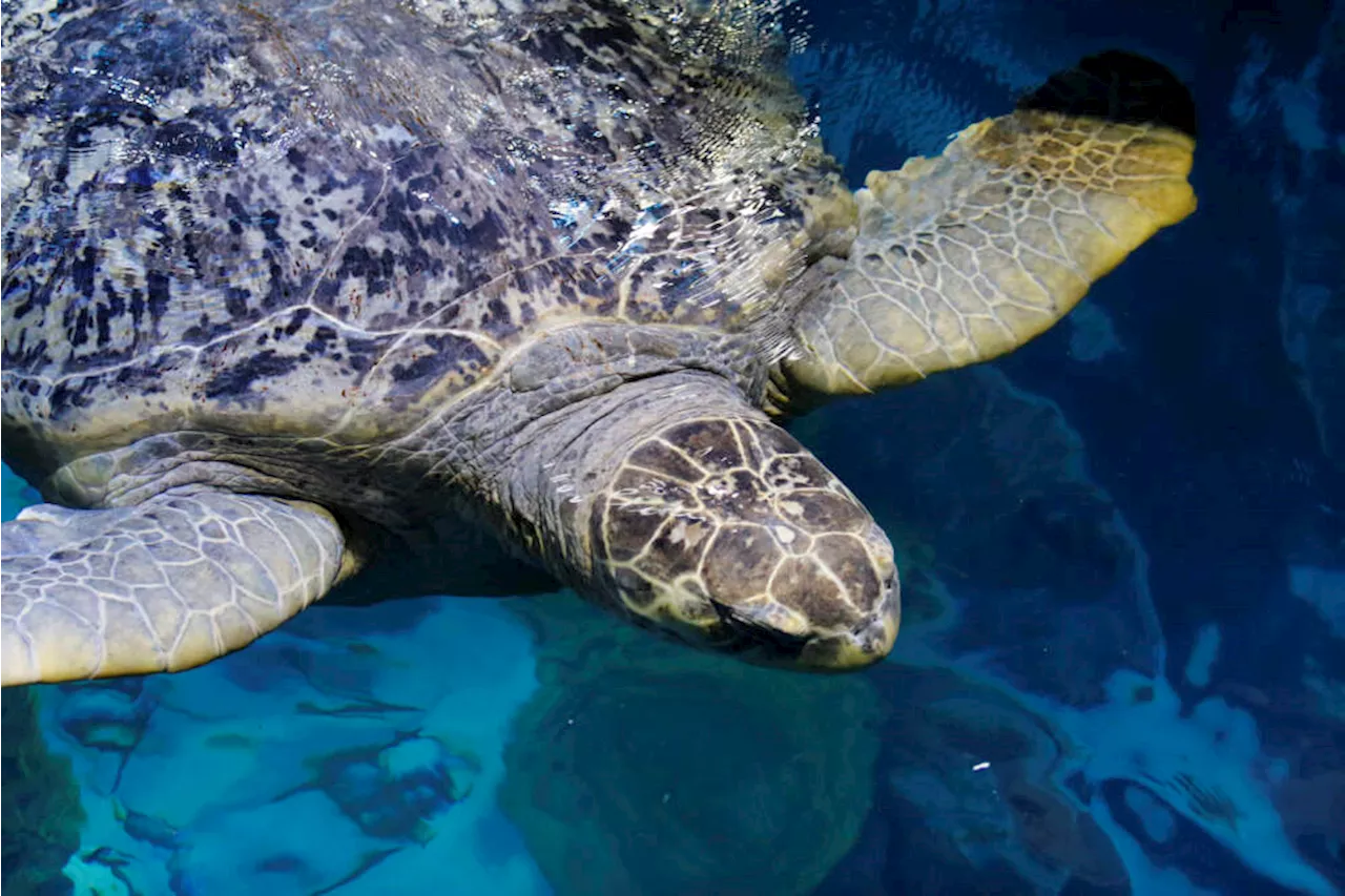 Ancient Green Sea Turtle Myrtle Receives Checkup at New England Aquarium