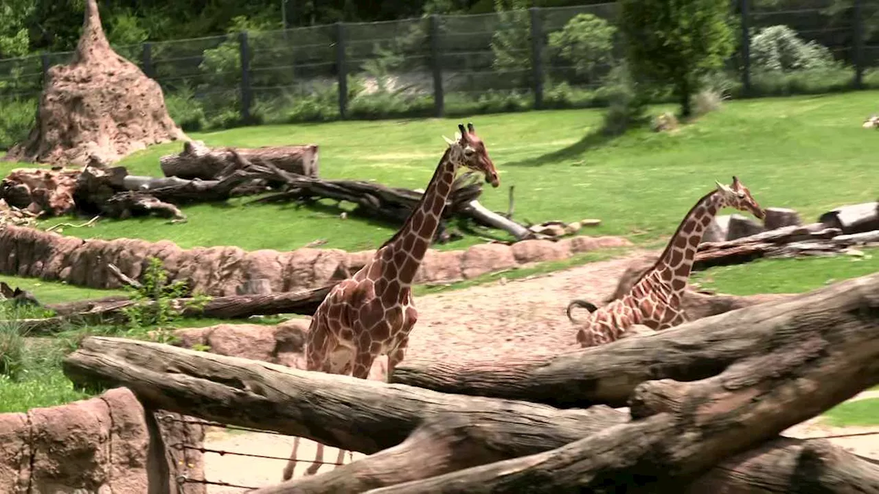 Animals' Reactions to Total Eclipse Observed at Dallas Zoo