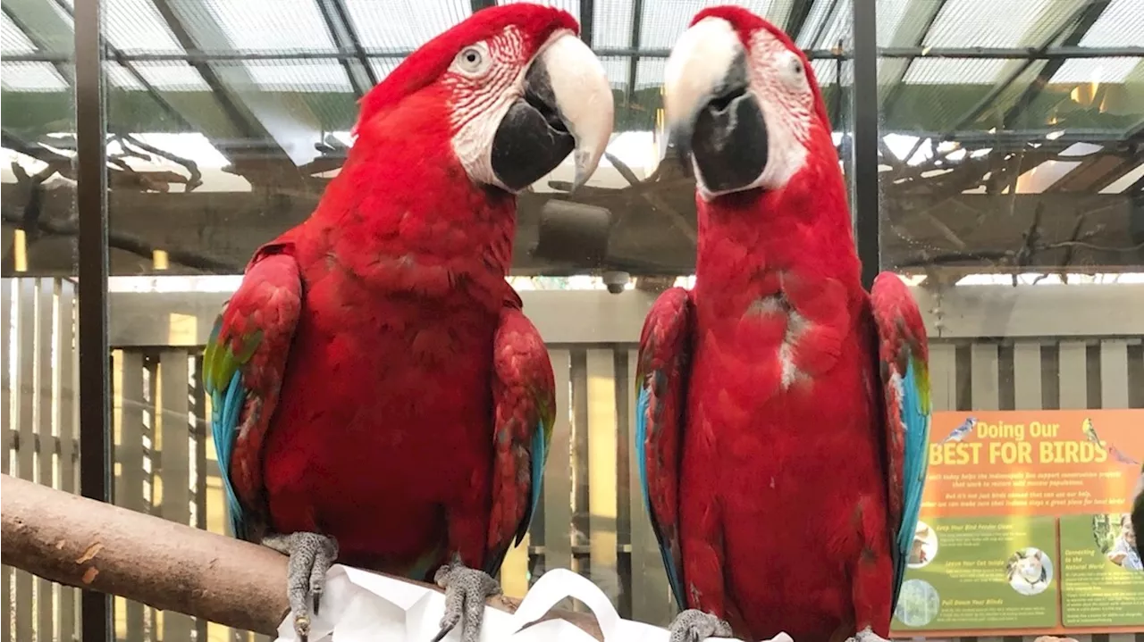 Indianapolis Zoo Animals React to Solar Eclipse