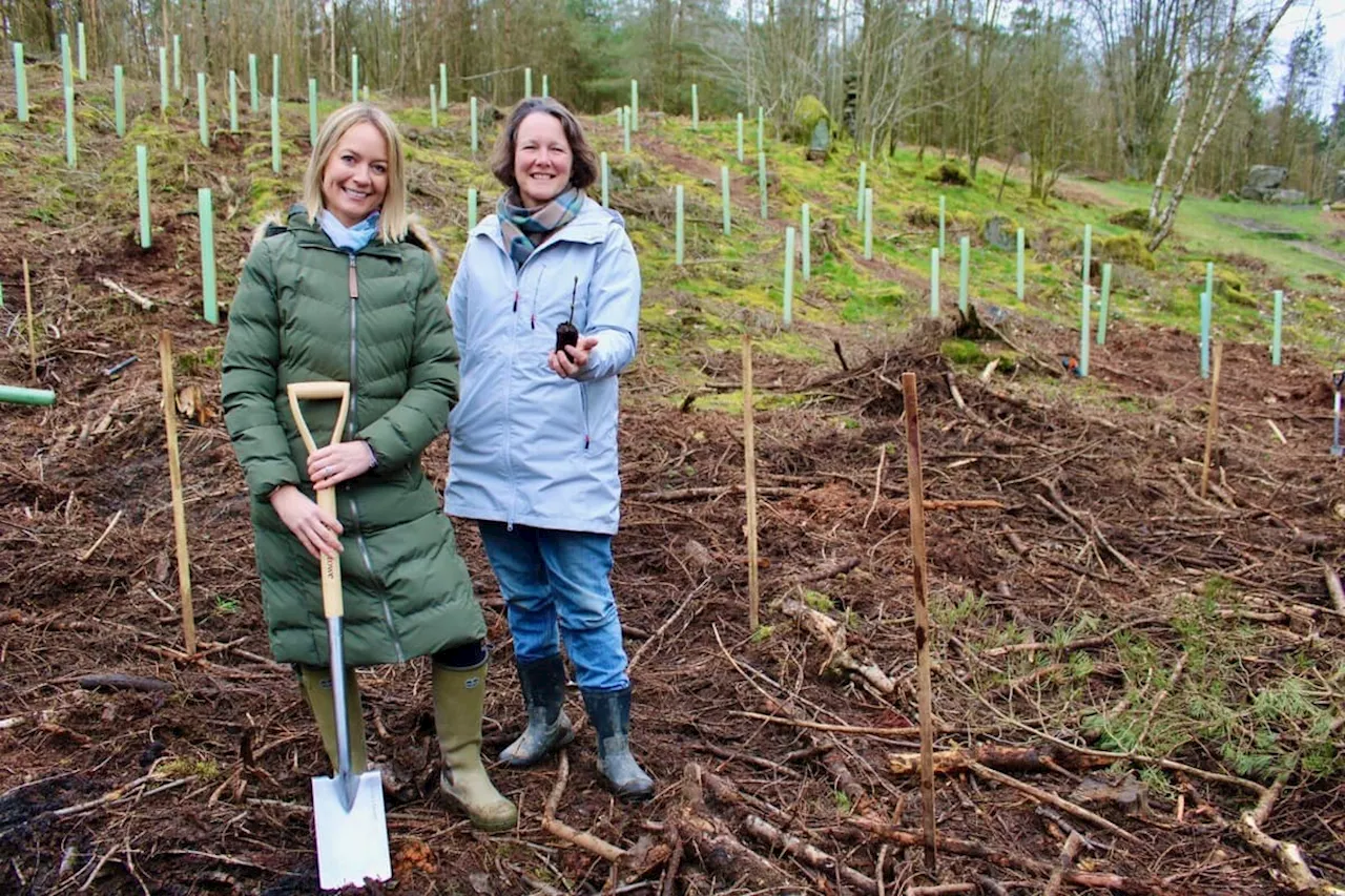 Artist’s vision comes to fruition to create a Sycamore Gap woodland legacy