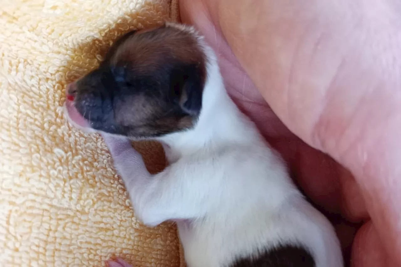 Meet the miracle puppy who survived thanks to RSPCA after being thrown out of a car