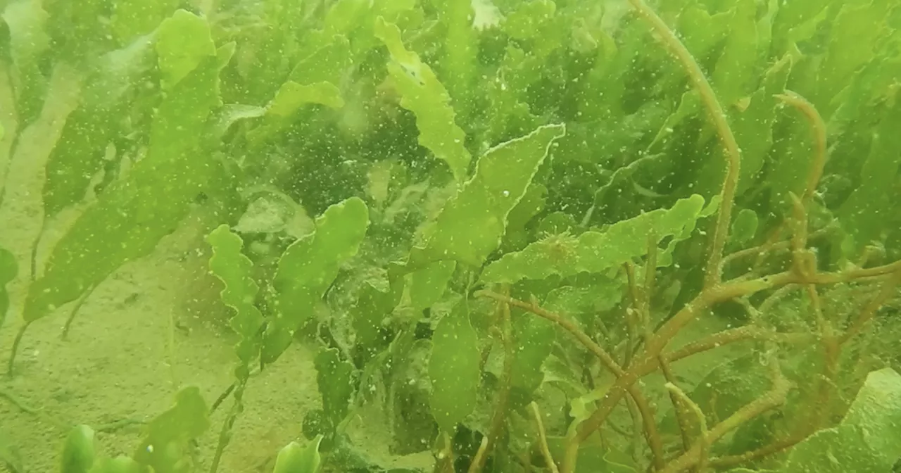 Algae found in at-home aquariums now found in San Diego Bay, threatens ecosystem