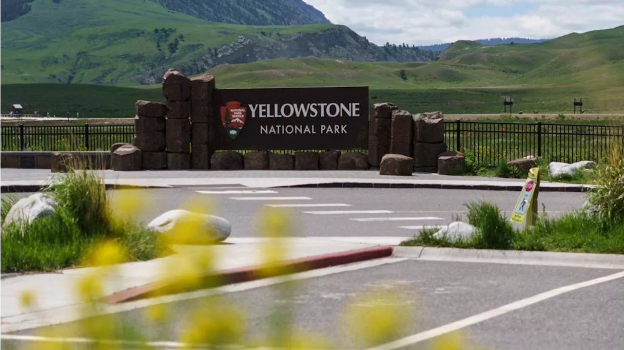 Yellowstone trip ends with a man being arrested for kicking a bison