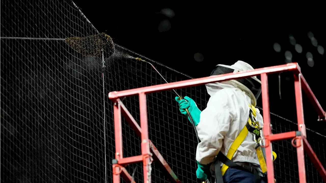 Bee Game: Dodgers and Diamondbacks delayed due to bee swarm