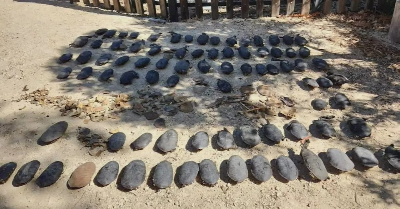 Desperate calls for action after almost 100 turtles found dead in Perth