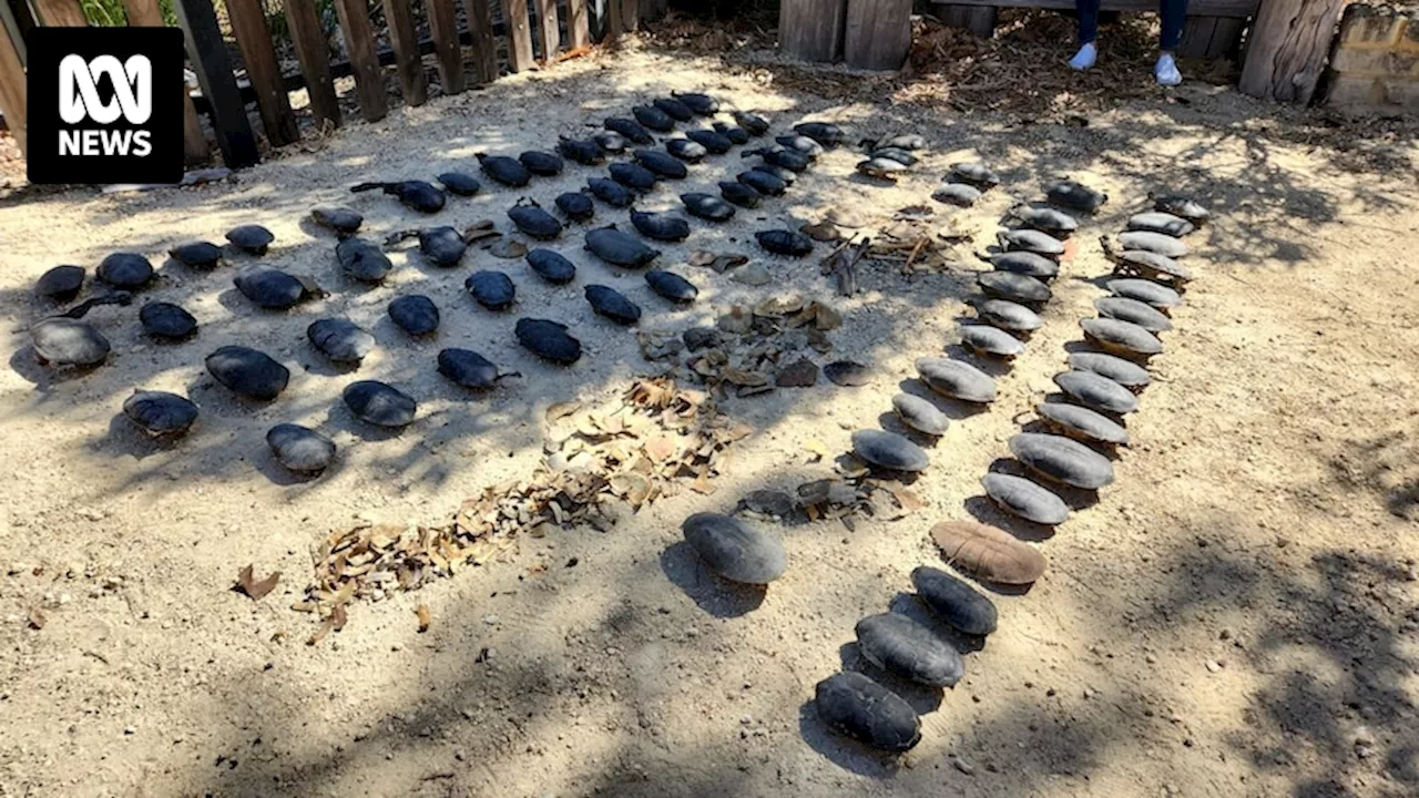 Perth's hot, dry conditions blamed for 100 turtle deaths at Bibra Lake wetlands