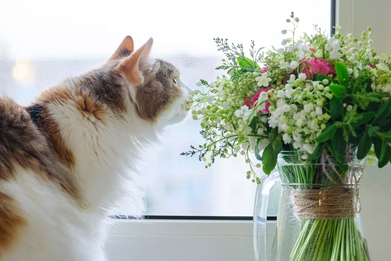 Muguet du 1er mai : attention, cette plante est toxique pour les enfants et les animaux